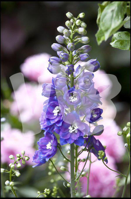 vvbvanbree bloemen en planten j  3161